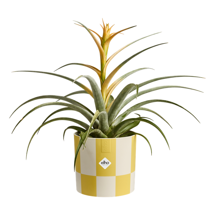blocks & stripes 15cm cream yellow